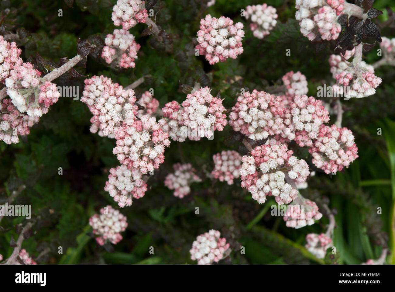 Clusters of pink yarrow or achillea millefolium with pink and white florets and fern like foliage. Stock Photo