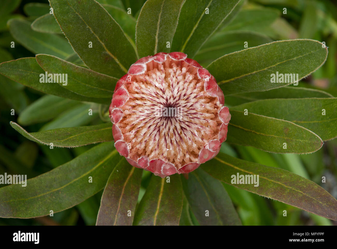 The large flower of Protea Eximia 'Pink Ice' about to open. Stock Photo
