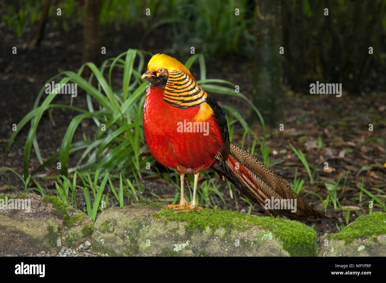 Male Golden Pheasant Chinese Pheasant Standing On A Stone With Bright Male Golden Pheasant Chinese Pheasant Standing On A Stone With Bright