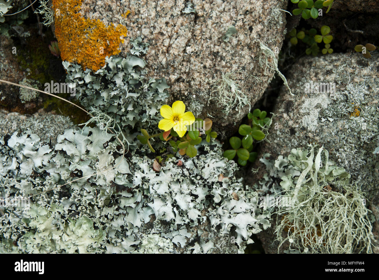 A pretty miniature garden in a small crevace with bright yellow fleshy yellow-sorrel, and a variety of blue-grey and orange lichens. Stock Photo