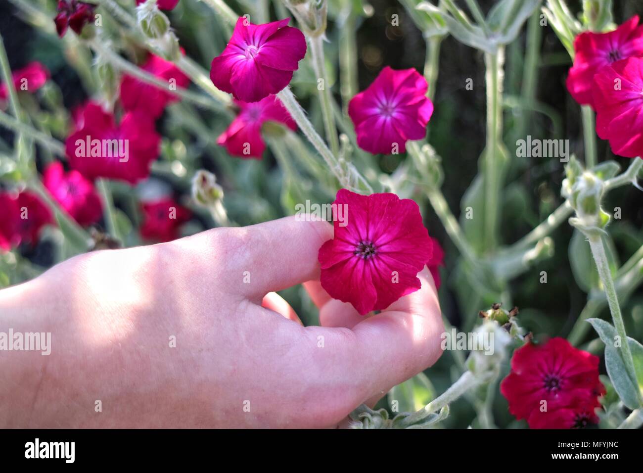 Hands holding flowers Stock Photo