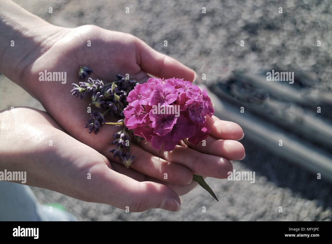 Hands holding flowers Stock Photo
