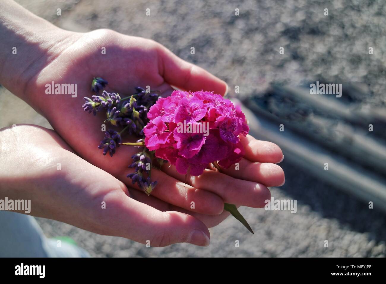 Hands holding flowers hires stock photography and images Alamy