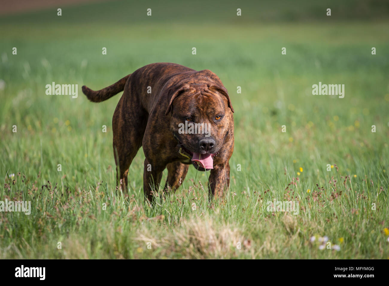 Working Pit Bulldog Stock Photo - Alamy