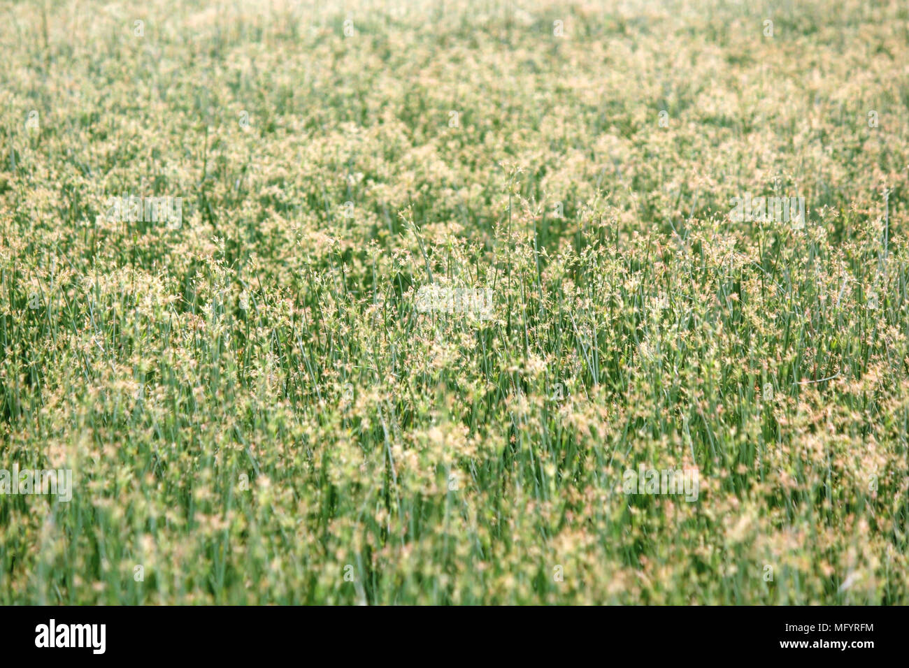 beautiful cyperus alternifolius field as nature background Stock Photo