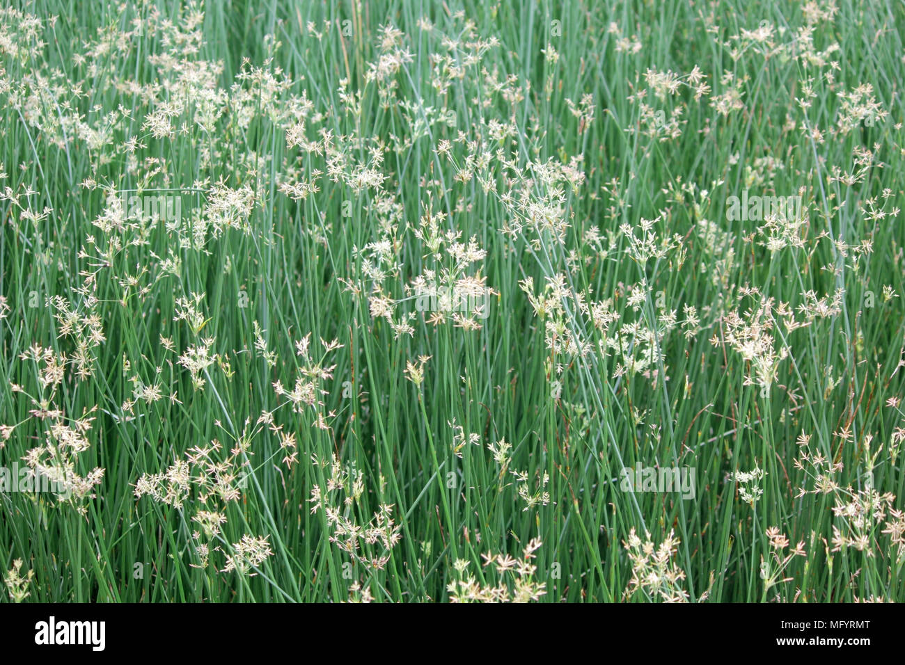 beautiful cyperus alternifolius field as nature background Stock Photo