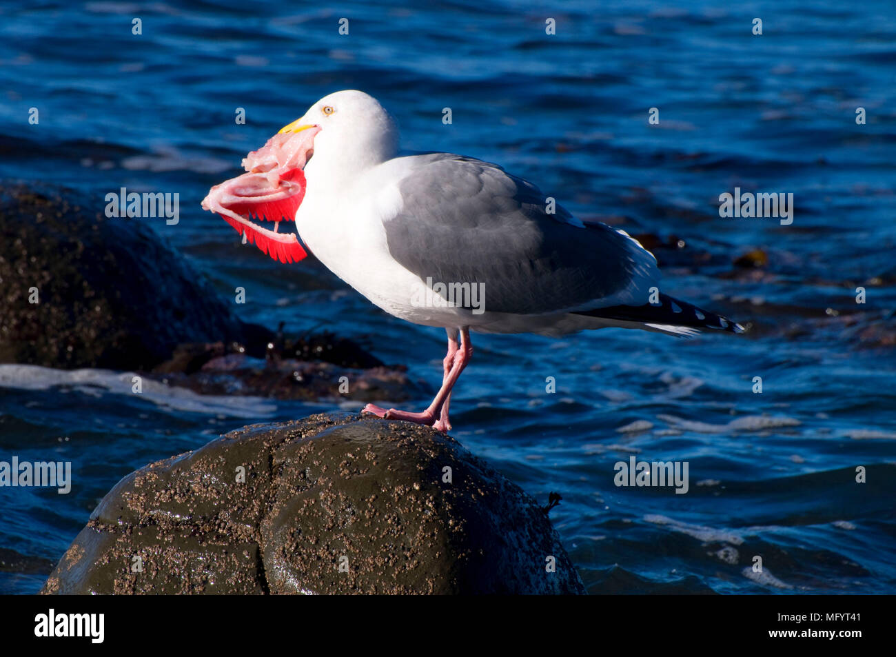 Fish gills hires stock photography and images Alamy