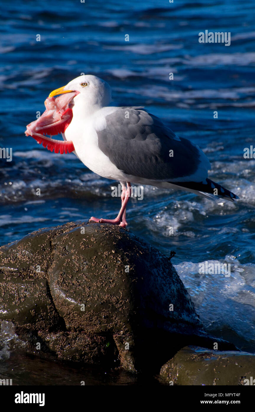 Gull eating fish gills, Fogarty Creek State Park, Oregon Stock Photo Alamy