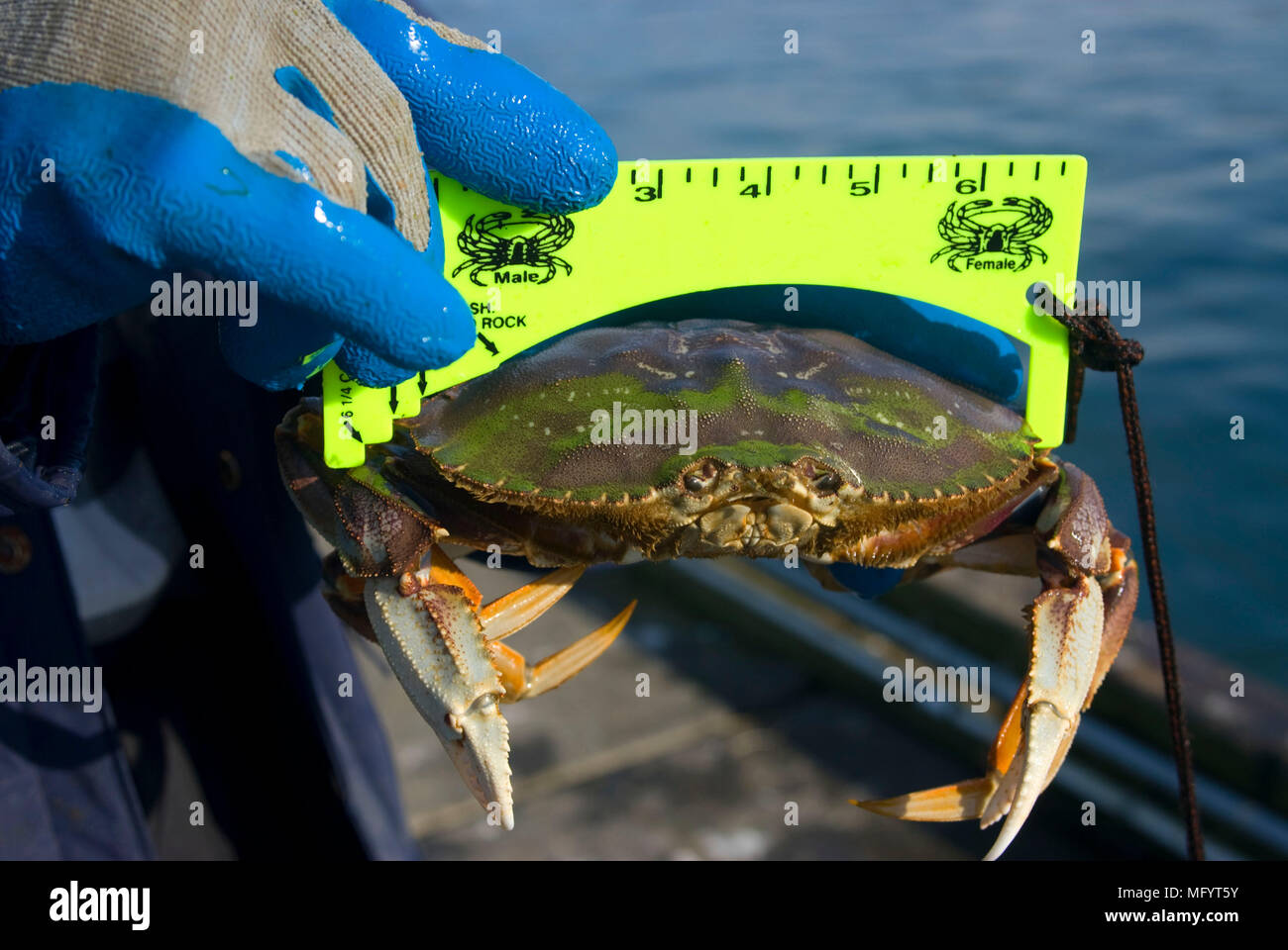 Dungeness crab oregon hires stock photography and images Alamy