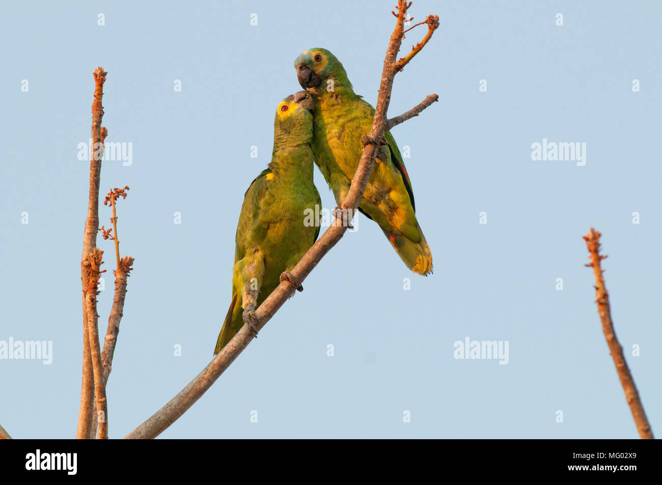 Blue-fronted parrot (Amazona aestiva) pair interacting (breeding behavior?) in the Pantanal Brazil Stock Photo
