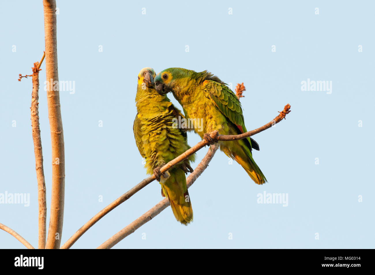 Bluefronted parrot (Amazona aestiva) pair interacting (breeding behavior?) in the Pantanal