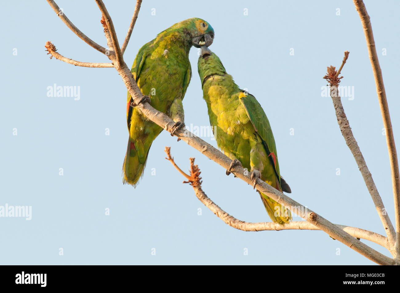 Bluefronted parrot (Amazona aestiva) pair interacting (breeding