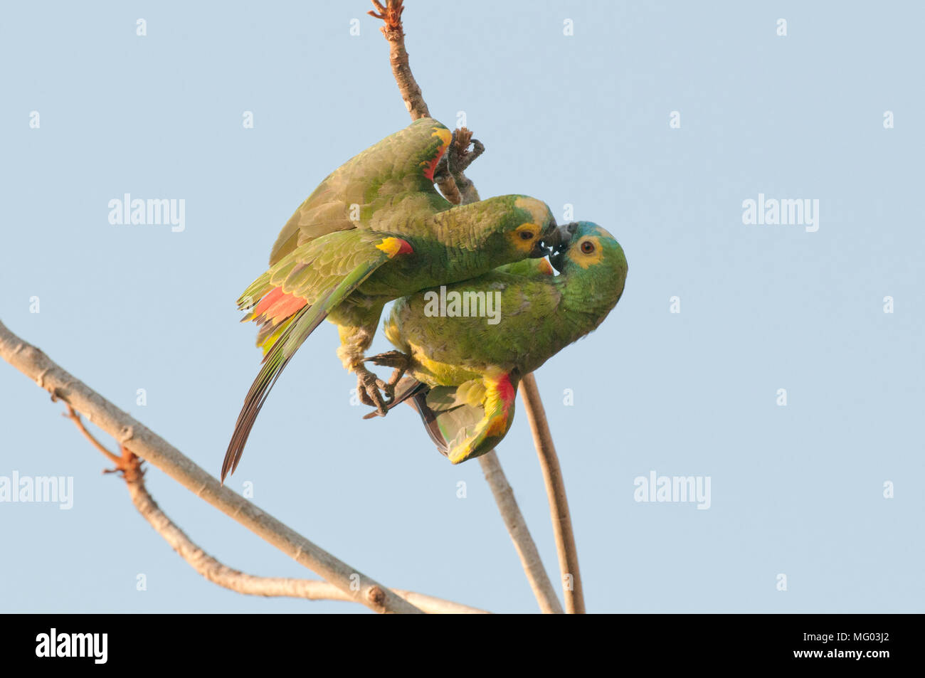 Bluefronted parrot (Amazona aestiva) pair interacting (breeding behavior?) in the Pantanal