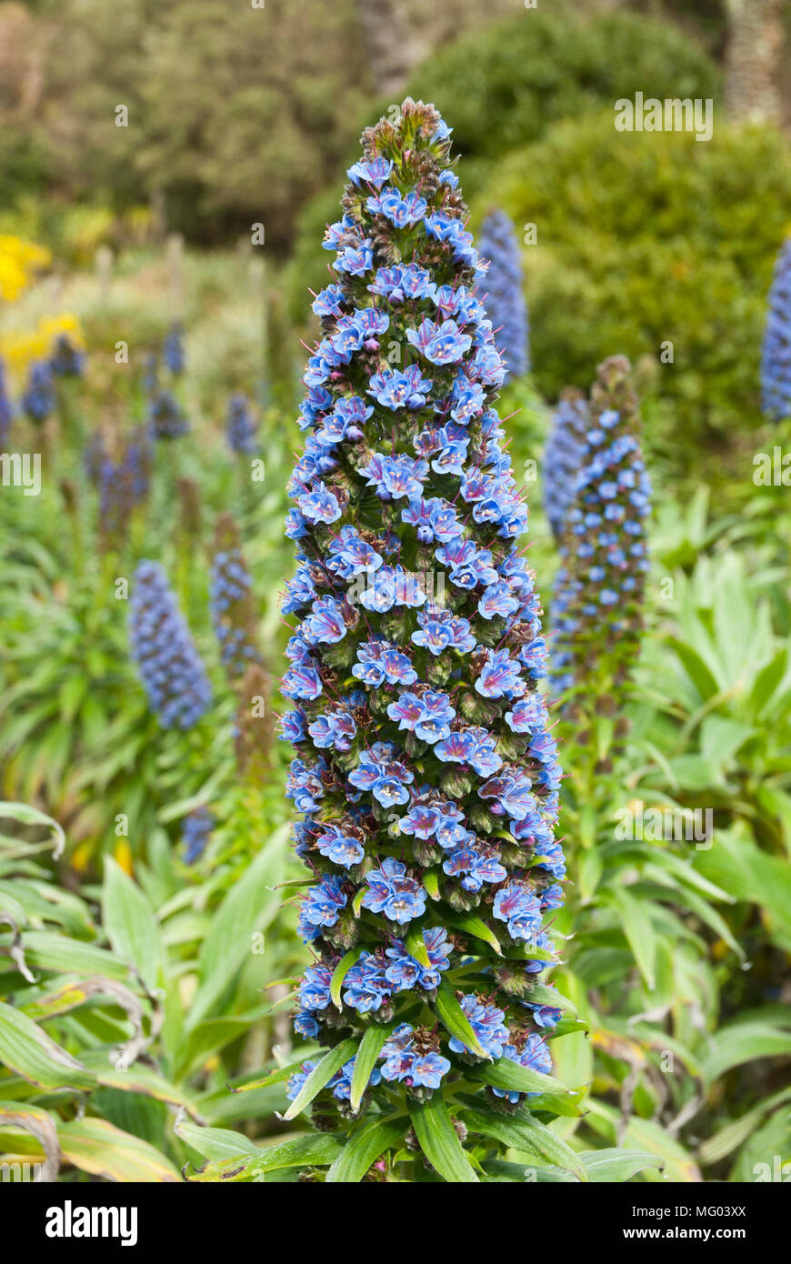 Close up of clear blue echium candicans flower in foreground with other