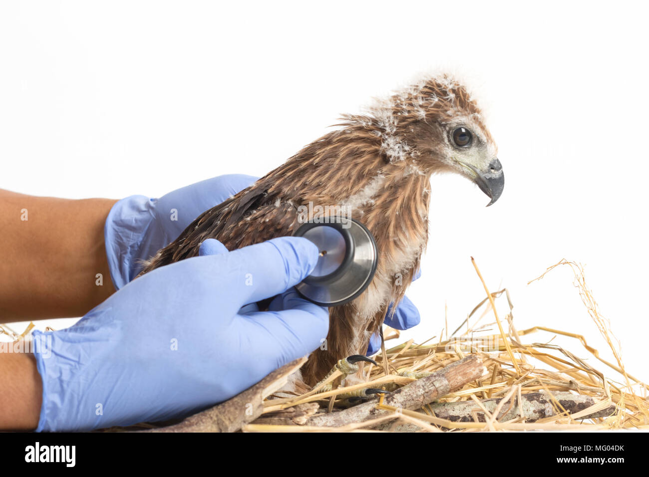 Veterinarian examining sick young eagle with stethoscope at vet clinic