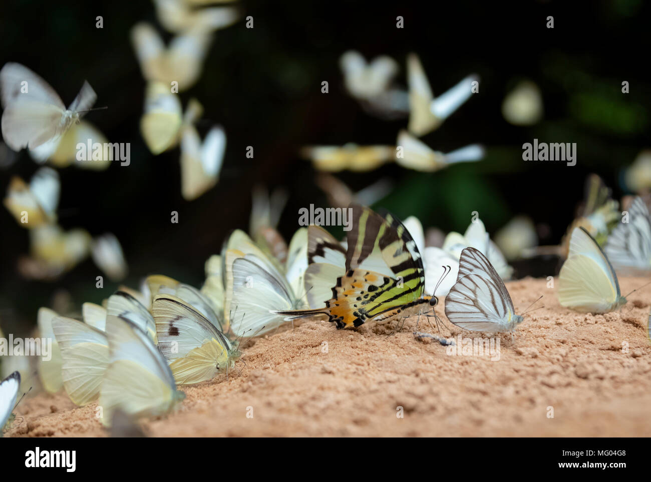 Diversity of butterfly species,Butterfly eating Salt licks on ground at