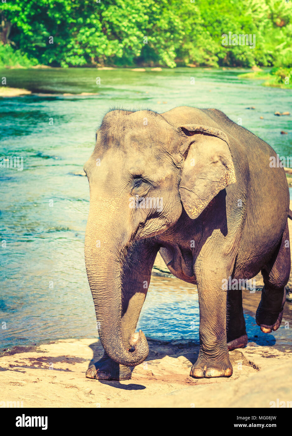 Elephant cub bathing in a river. Sri Lanka. Toned Stock Photo