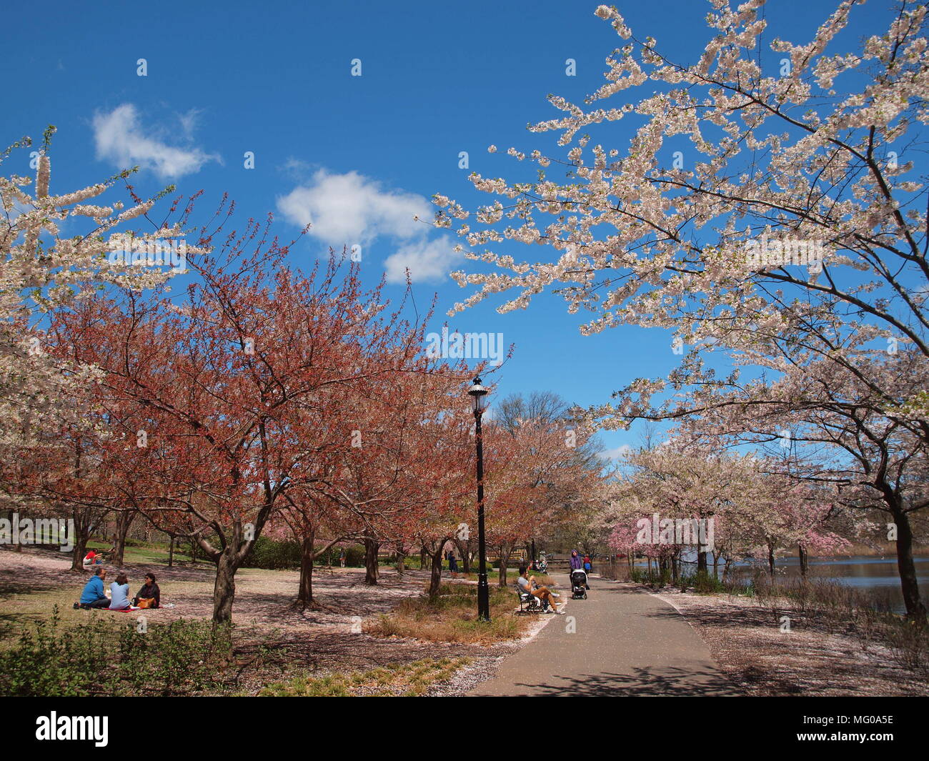 Cherry trees blooming in Spring at Branch Brook Park, Newark, NJ Stock Photo