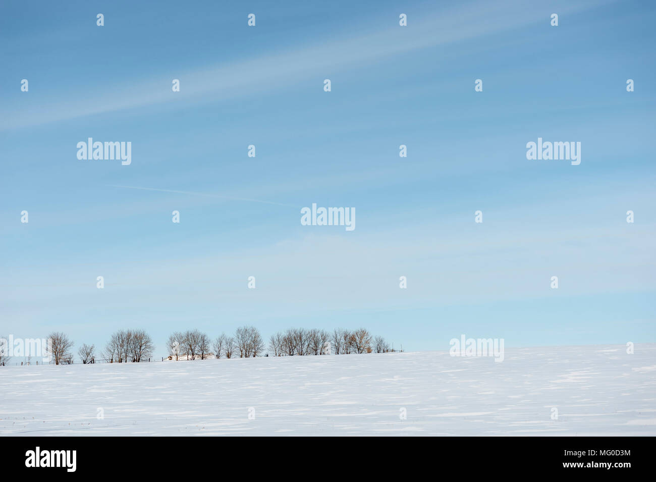 Distant tree line under clear blue sky in snow covered field Stock Photo