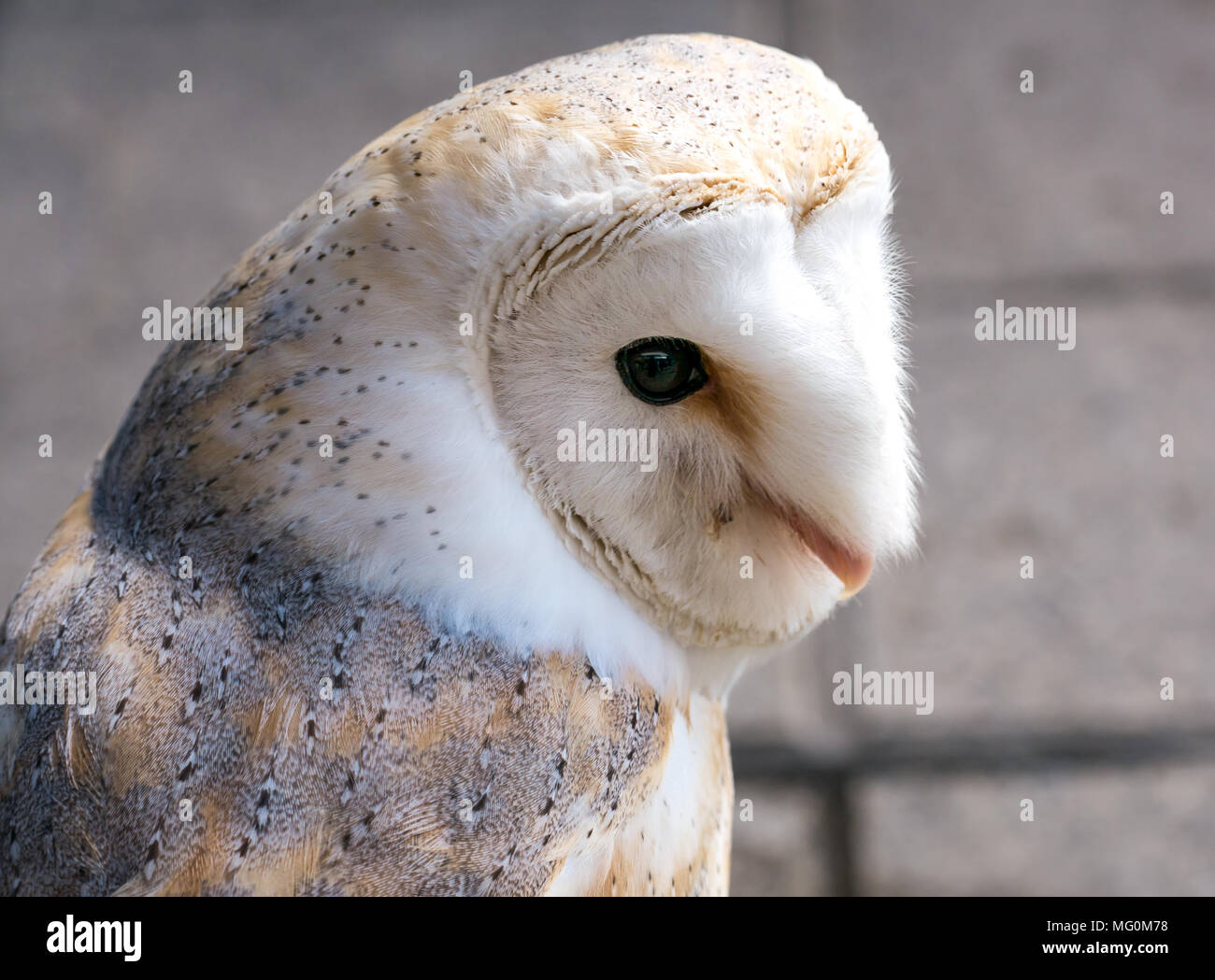 Close up of  common barn owl bird of prey, Tyto alba Stock Photo