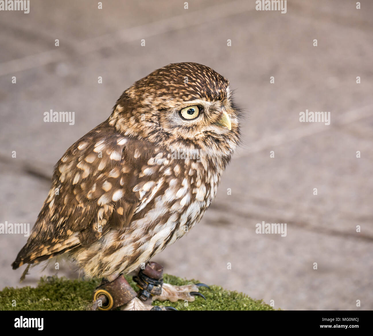 Captive little owl bird of prey, in falconry display Athene noctua Stock Photo