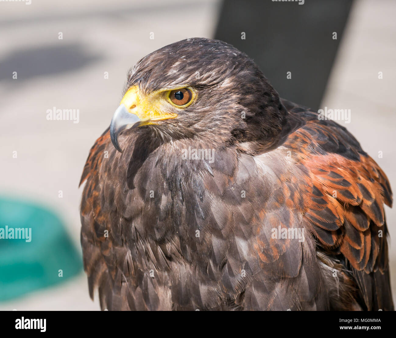 Close up of captive Harris's hawk bird of prey, Parabuteo unicinctus Stock Photo