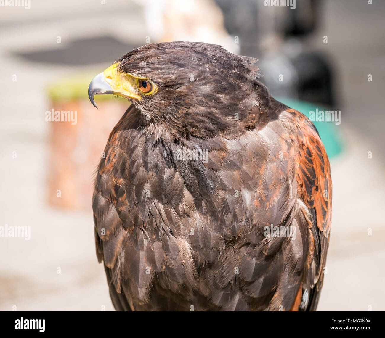 Close up of captive Harris's hawk bird of prey, Parabuteo unicinctus Stock Photo