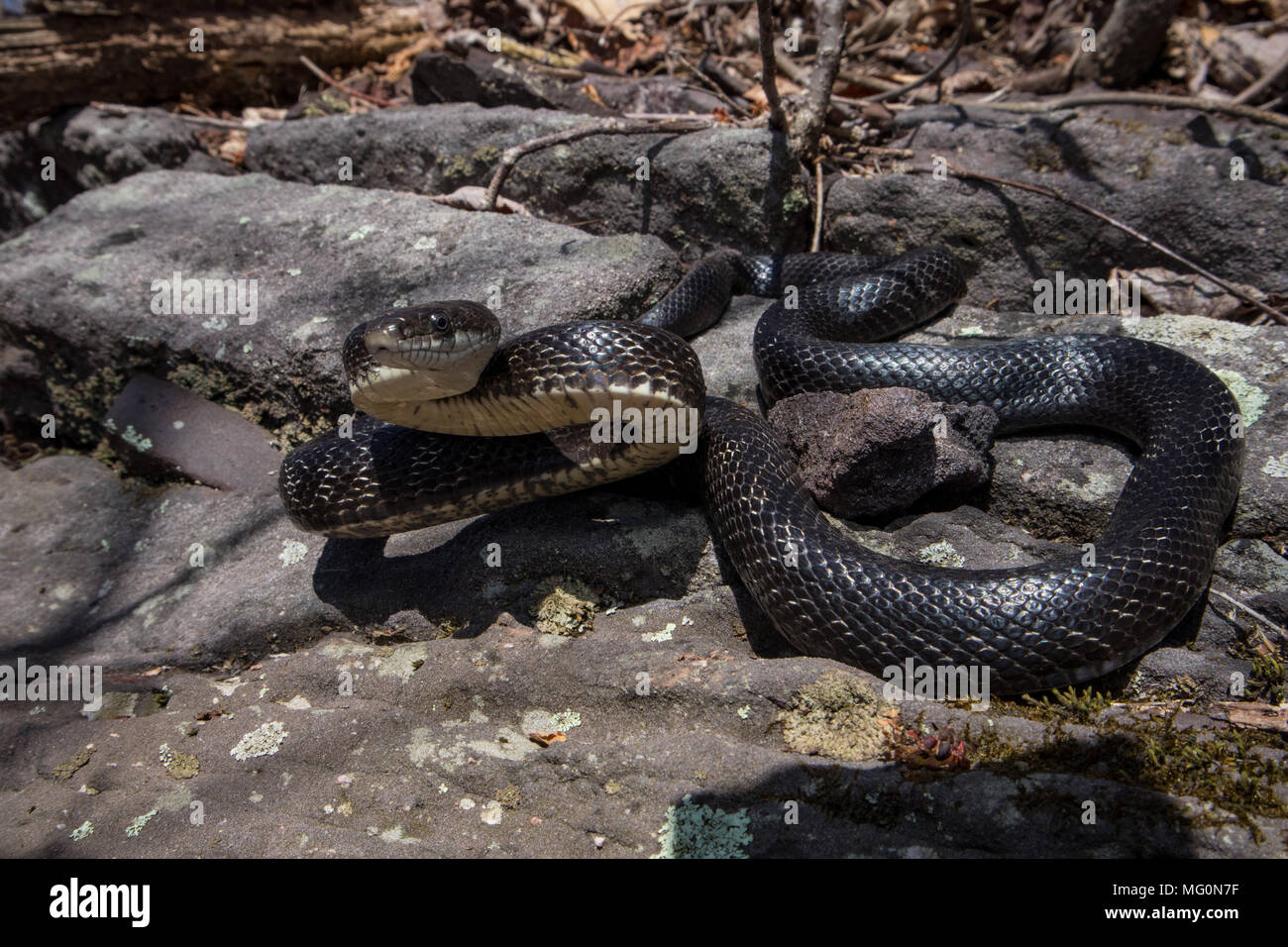 Black rat snake basking outside it's winter den - Pantherophis allagheniensis Stock Photo
