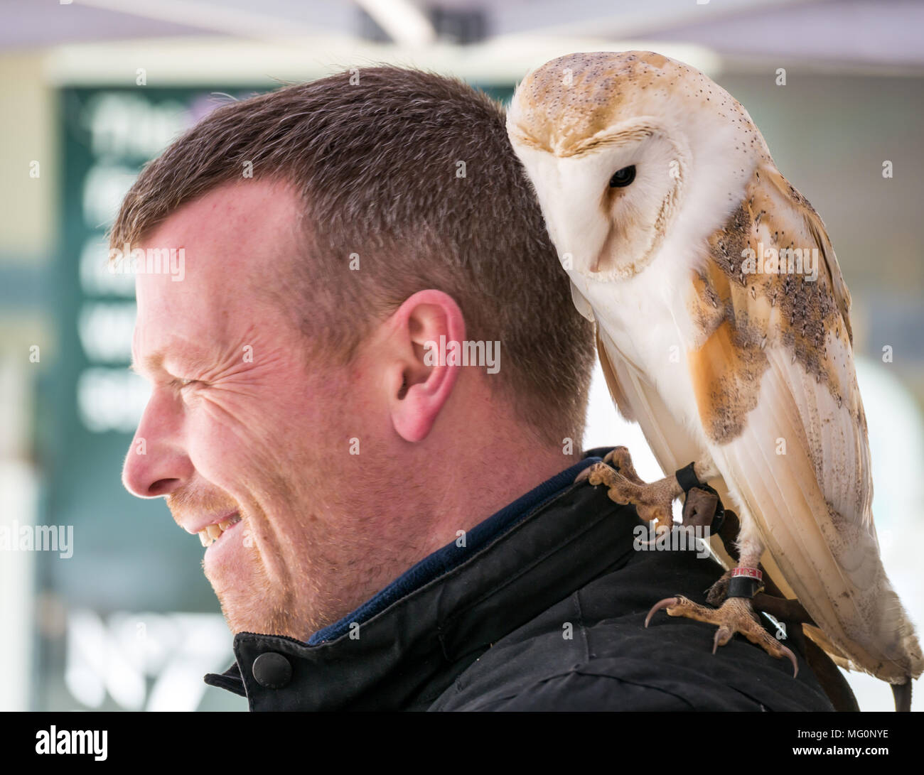Owl On Shoulder High Resolution Stock Photography and Images Alamy