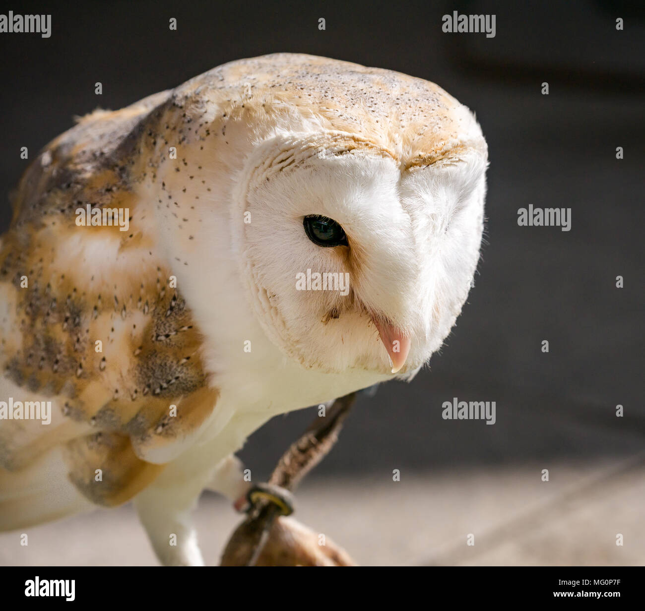 Close up of  common barn owl, Tyto alba, bird of prey at falconry display, Scotland, UK Stock Photo
