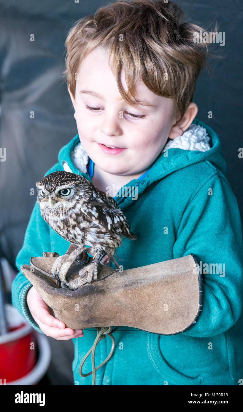 Bird of prey, Alba Falconry bird sanctuary display, Scotland, UK. Young smiling boy holding little owl, Athene noctua Stock Photo