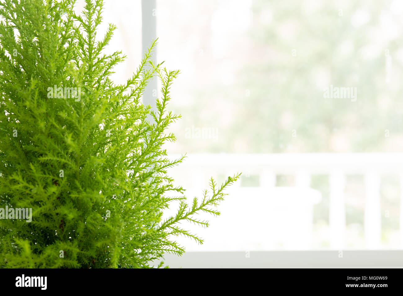 Lemon Cypress plant in green pot next to window Stock Photo