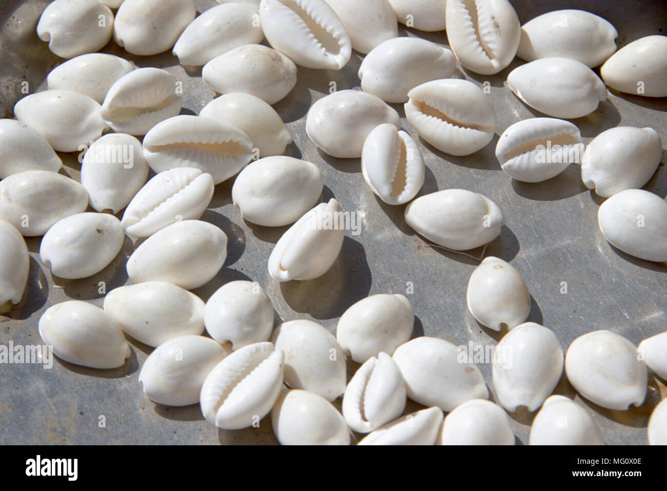 Cowrie (cowry) shells used for decorating apparels, making necklaces