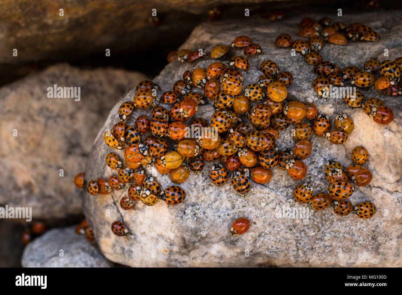 Overwintering group of Asian lady beetles - Harmonia axyridis Stock Photo