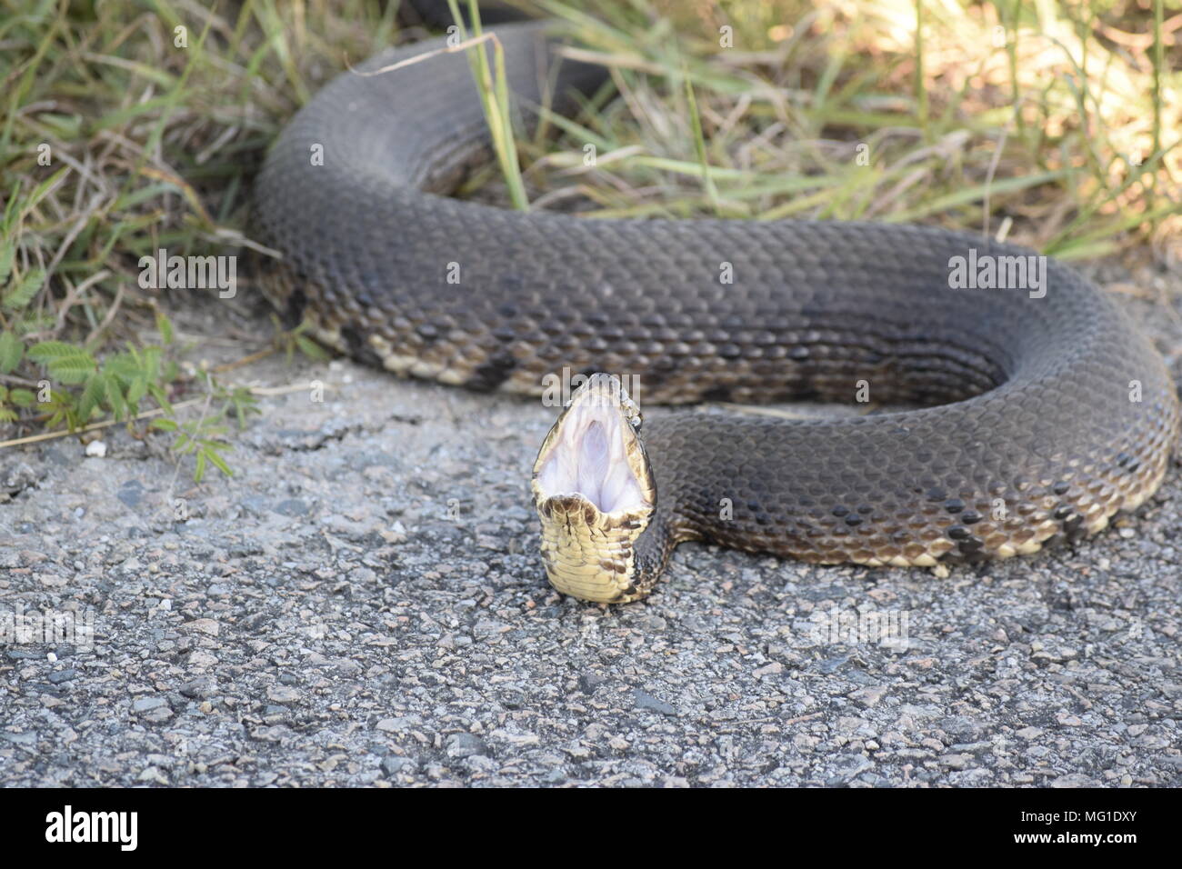 Cottonmouth(Agkistrodon Piscivorus) venomous snake in Texas Stock Photo Alamy