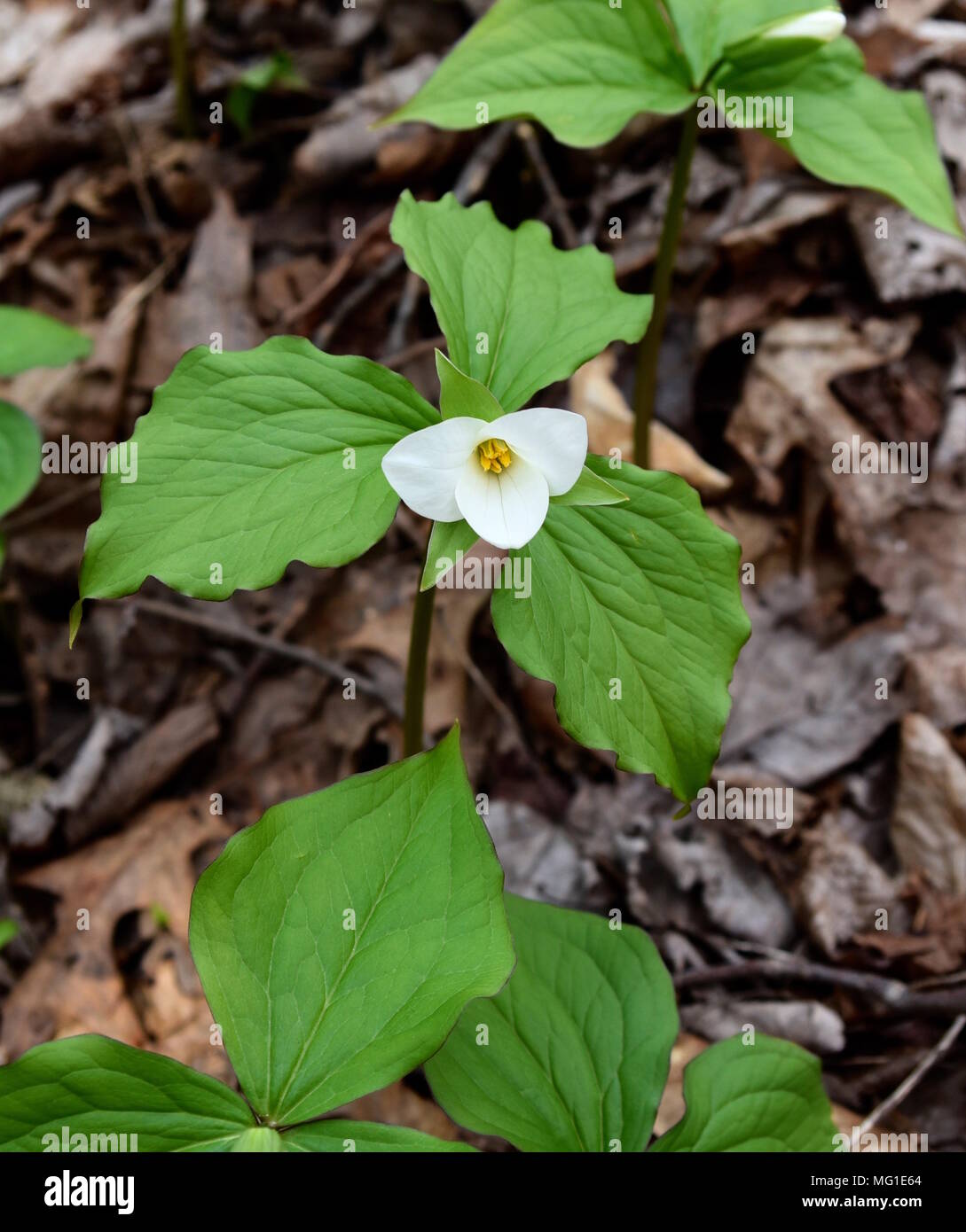 Bright large white trillium flower and green leaves emerging in a spring forest. Stock Photo