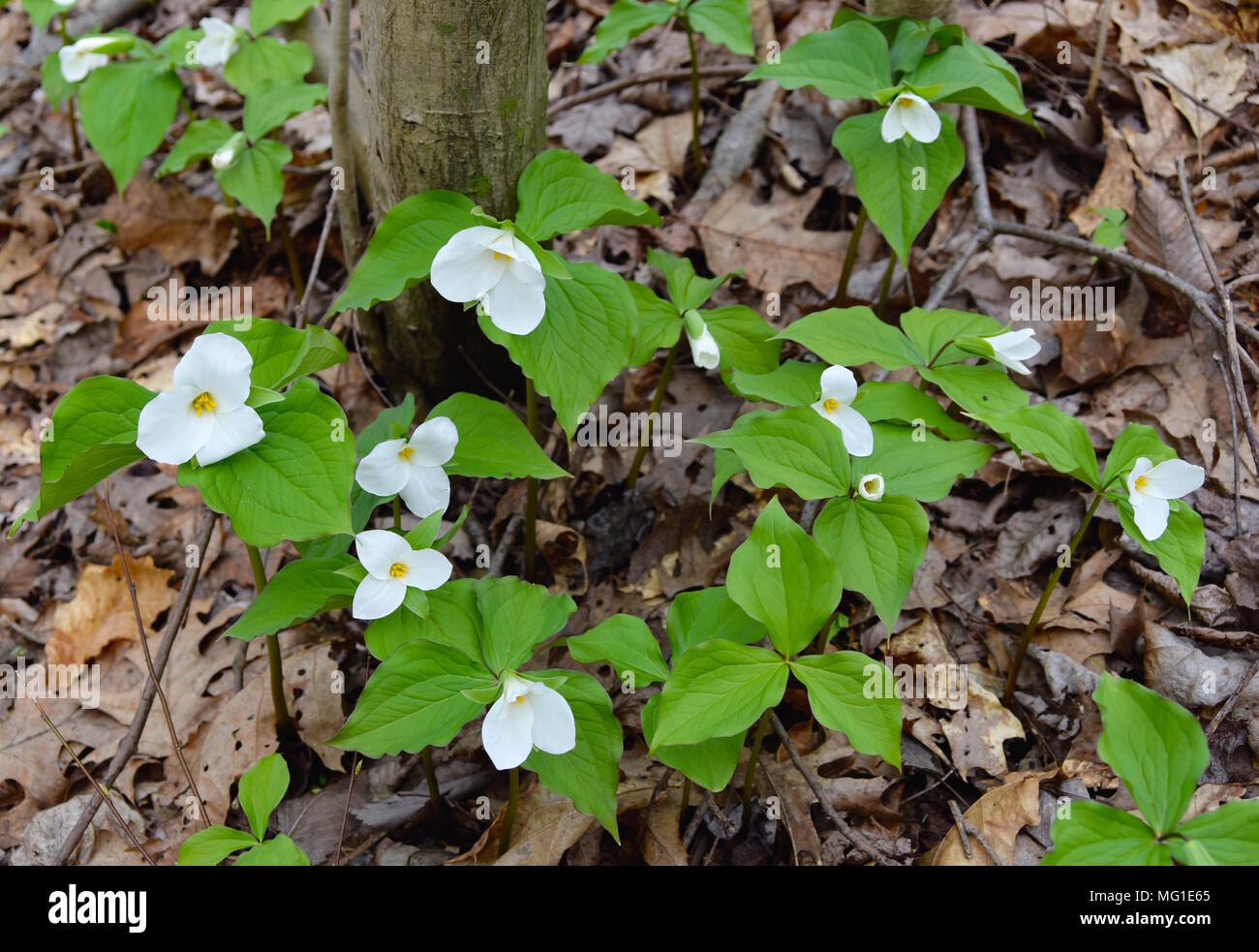 A cluster of bright large white trillium flowers and green leaves emerging in a spring forest. Stock Photo