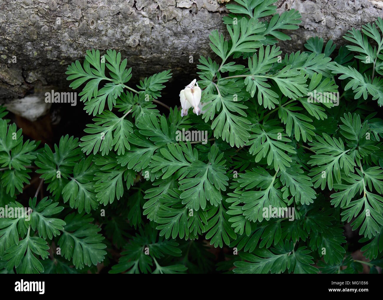 Bright white flowers of squirrel corn with highly dissected green leaves in a spring forest. Stock Photo