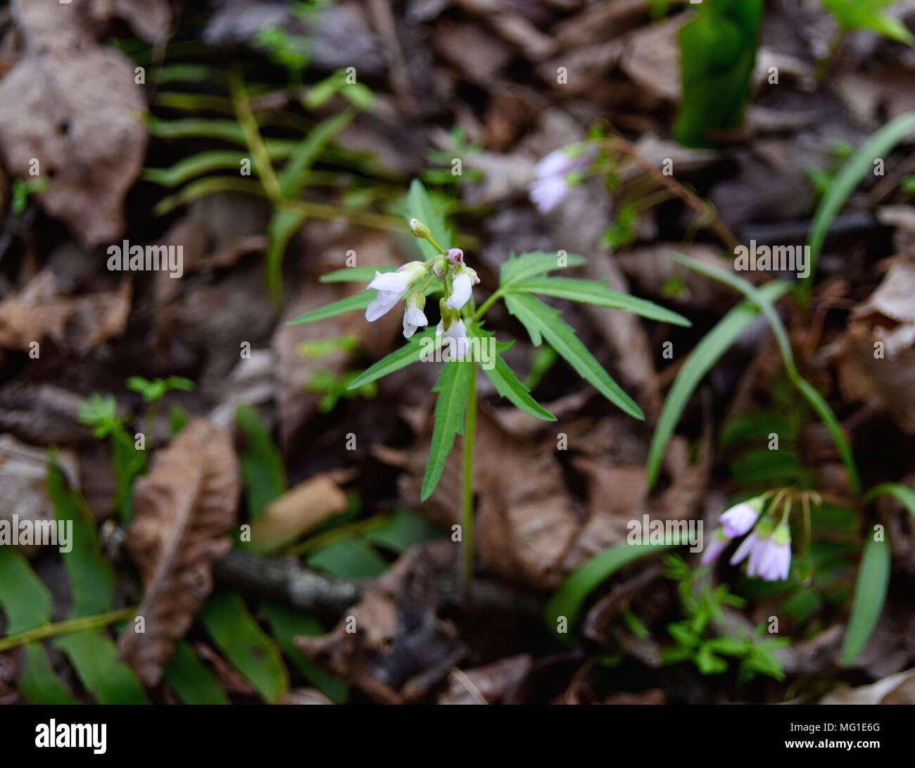 Dainty pink flowers and toothed leaves of cutleaf toothwort emerging in a spring forest. Stock Photo