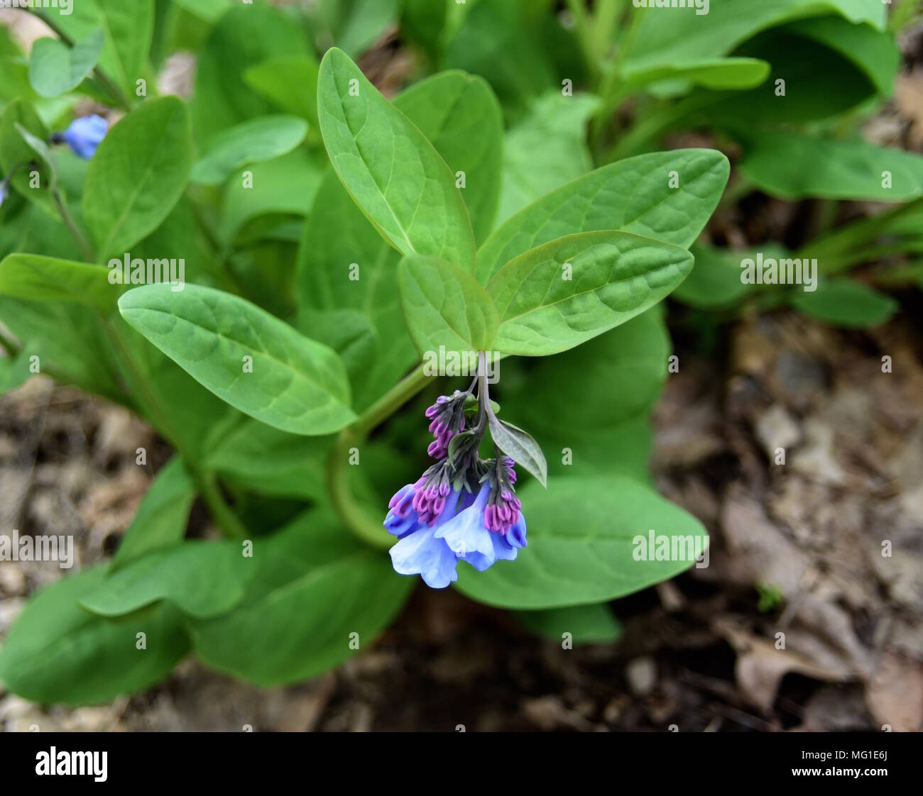 Blue flowers and purple buds of Virginia bluebells in a spring forest. Stock Photo