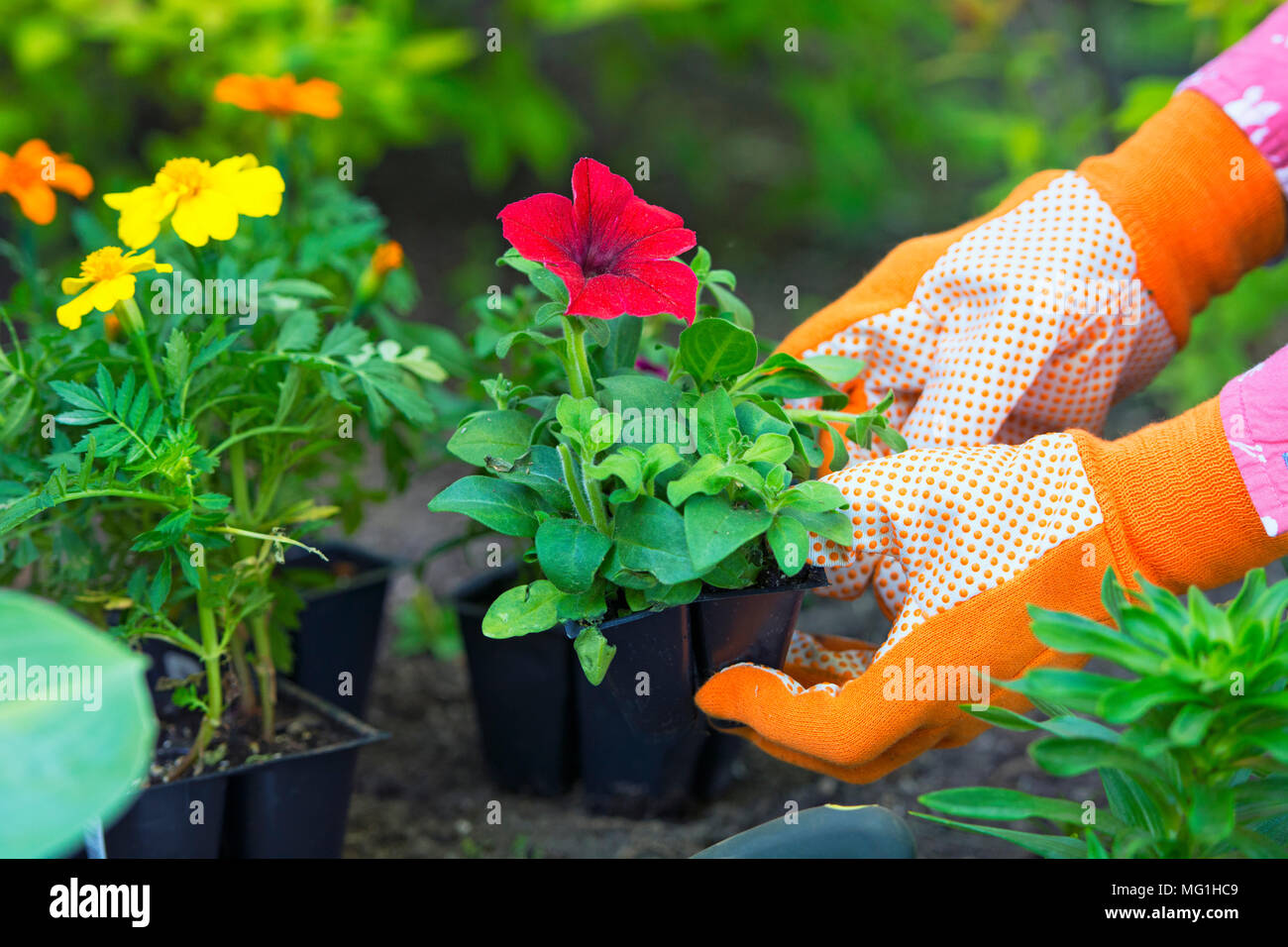 Gardening, Planting,  Flowers,  Woman holding flower plants to plant in garden, woman's hands in Gardening Gloves Stock Photo