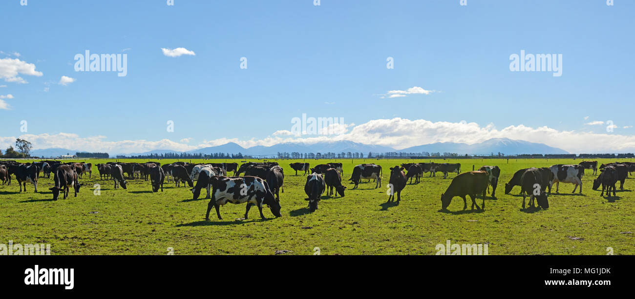 Dairy Farming on Canterbury Plains Panorama, New Zealand. Southern Alps in the background. Stock Photo