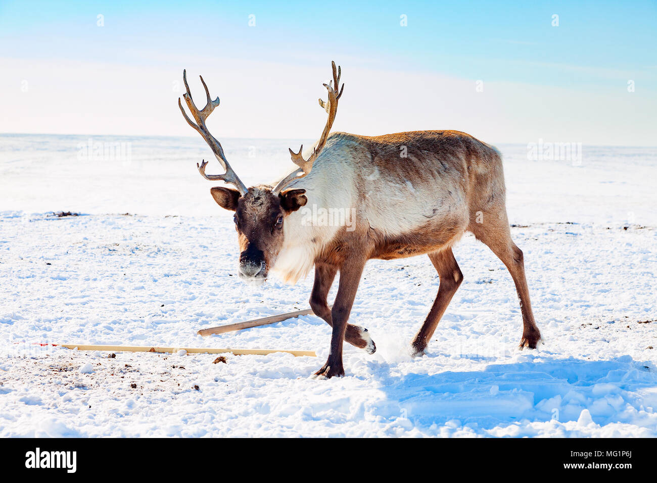 Reindeer in winter tundra Stock Photo
