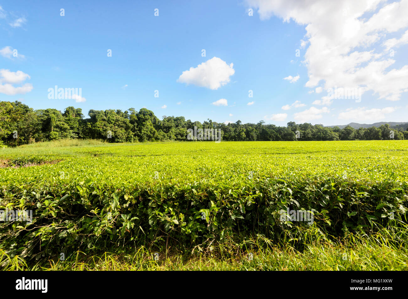 Daintree Tea Co. Tea Plantation located in Daintree National Park, Far