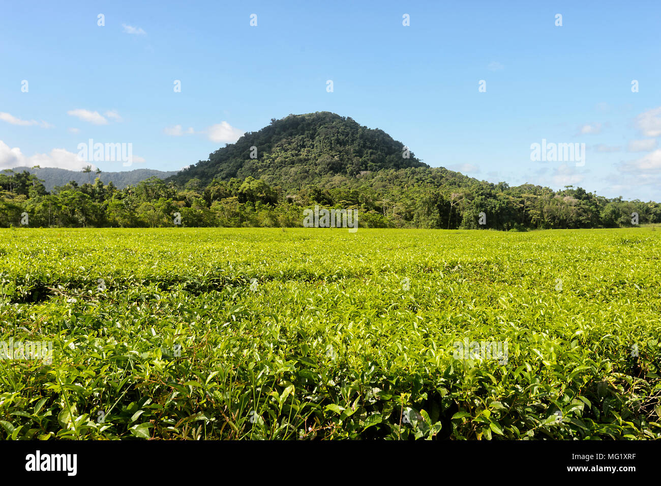 Daintree Tea Co. Tea Plantation located in Daintree National Park, Far