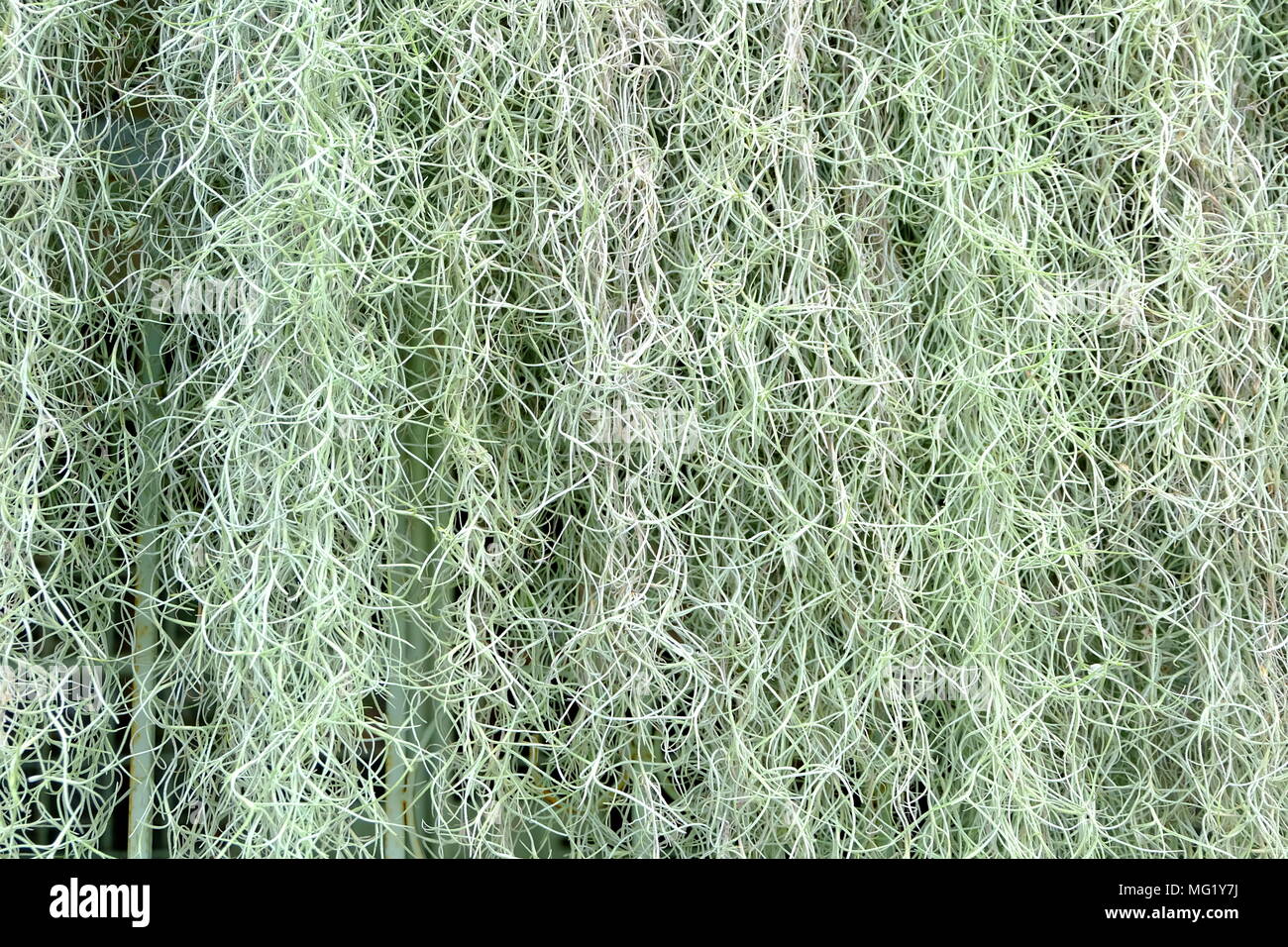 Spanish moss backlit hi-res stock photography and images - Alamy