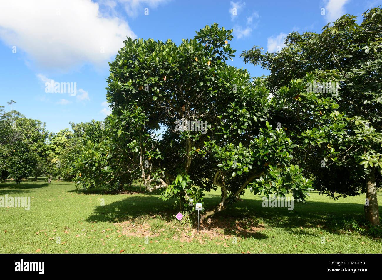Jackfruit tree growing at the Daintree Ice Cream Co. & Tropical Orchard in Daintree National Park, Far North Queensland, FNQ, QLD, Australia Stock Photo