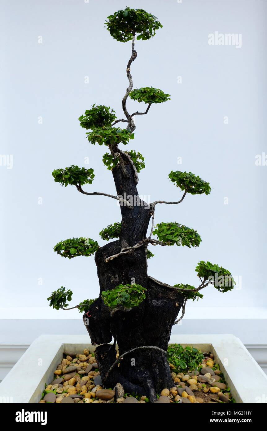 Ebony Tree. Stock Photo