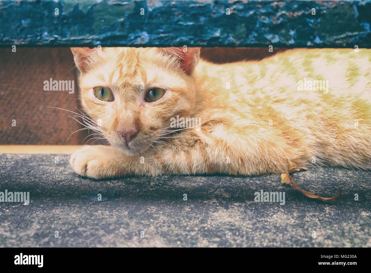 Ginger Cat. Stock Photo