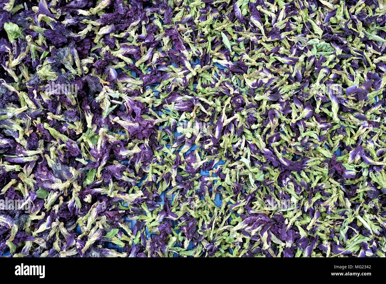 Dried Butterfly Pea Flower Stock Photo Alamy